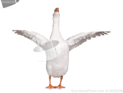 Image of Domestic goose