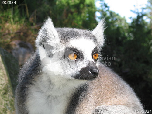 Image of Lemur