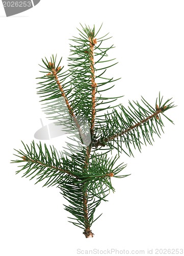 Image of Fir branch