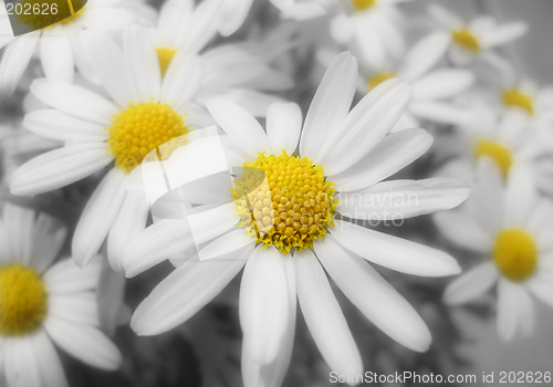 Image of Flowers