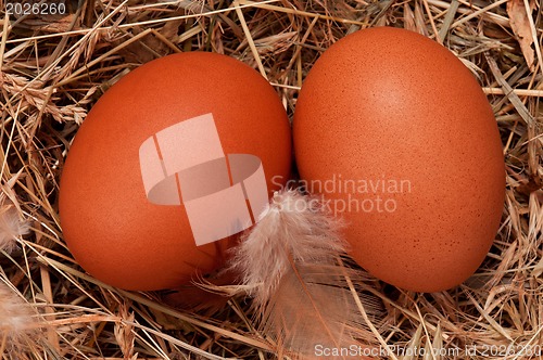 Image of Eggs in nest