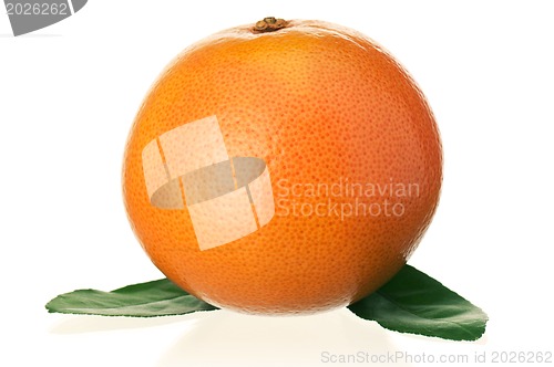 Image of Ripe grapefruit