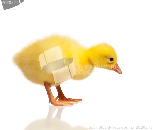 Image of Domestic gosling