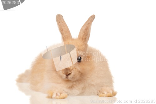 Image of Cute rabbit