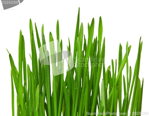 Image of Wheat grass