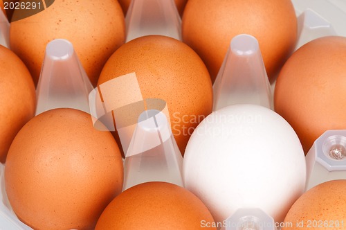 Image of Eggs in box