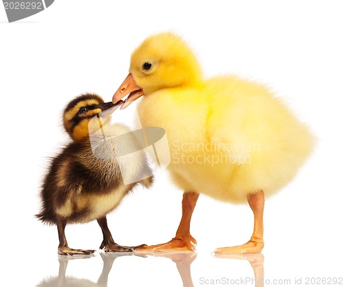 Image of Domestic duckling and gosling