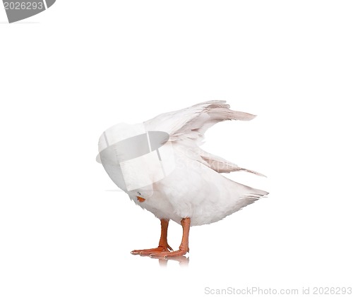 Image of Domestic goose