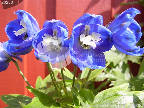 Image of Flowers
