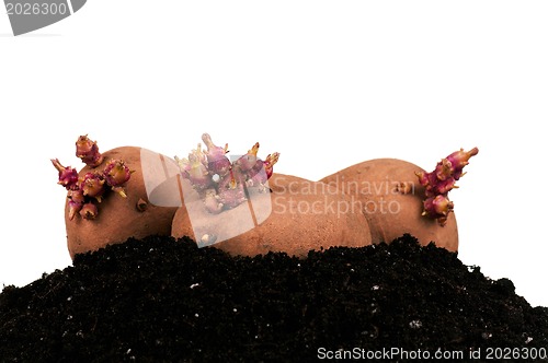 Image of Potatoes sprouts