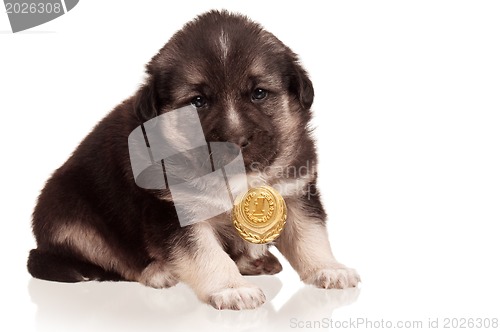 Image of Cute puppy