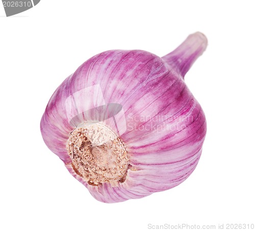 Image of Fresh garlic