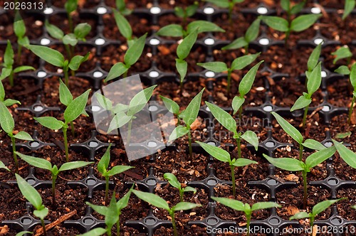 Image of Green seedling