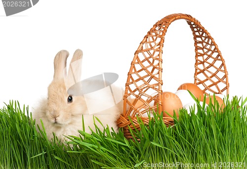 Image of Rabbit in grass