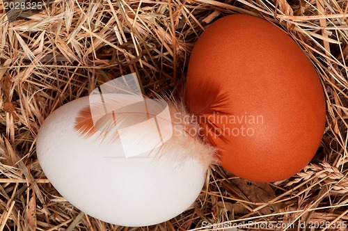Image of Eggs in nest