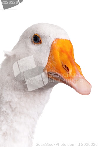 Image of Domestic goose