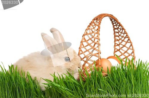 Image of Rabbit in grass