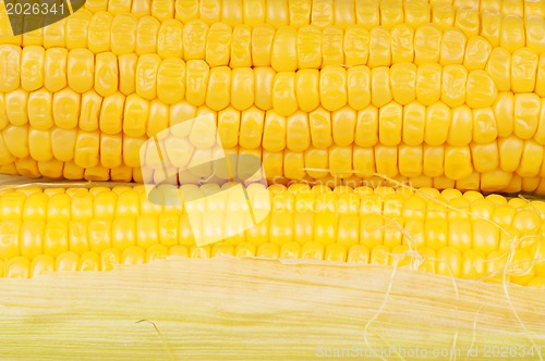 Image of Fresh corn