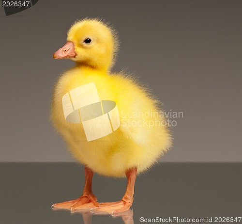 Image of Domestic gosling