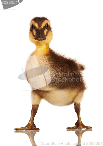 Image of Domestic duckling