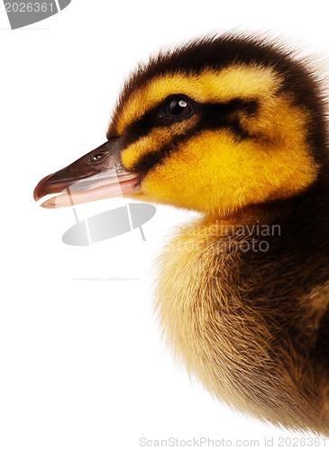 Image of Domestic duckling