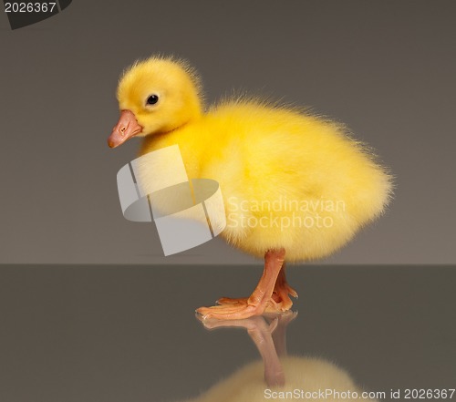 Image of Domestic gosling