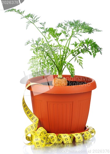 Image of Carrot in plastic pot