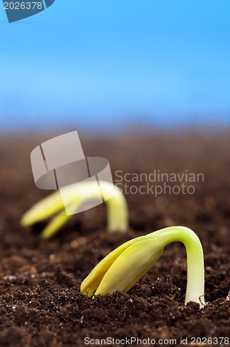 Image of Green seedling