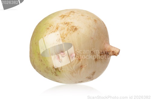 Image of Fresh radish