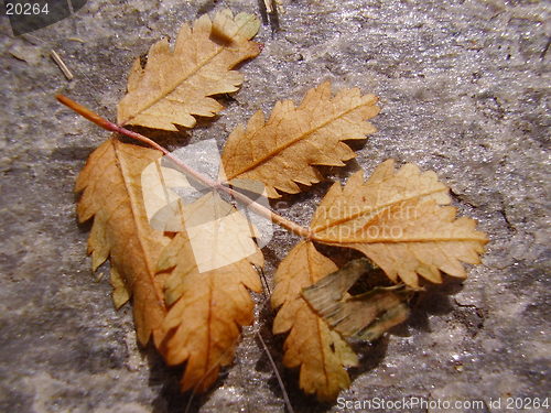 Image of Leaf