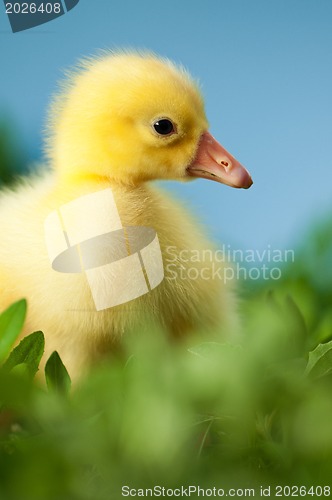 Image of Domestic gosling