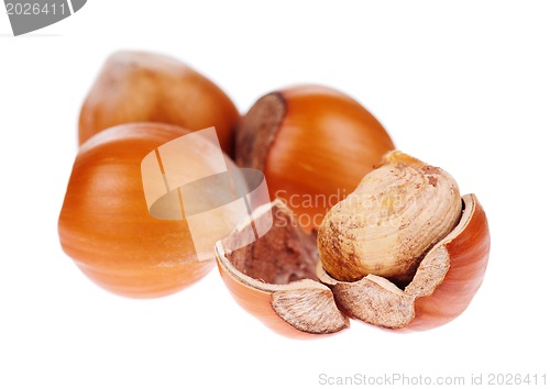 Image of Hazelnut