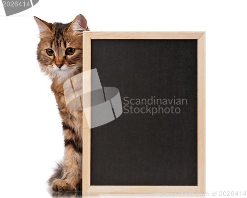 Image of Cat with blackboard