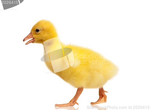 Image of Domestic gosling