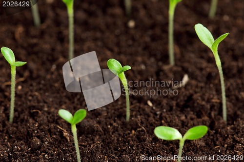 Image of Green seedling