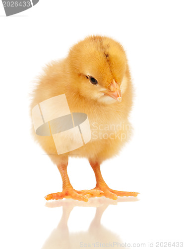 Image of Little chicken