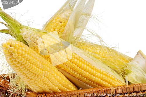 Image of Fresh corn