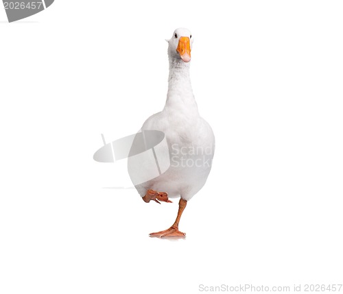 Image of Domestic goose