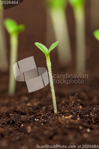 Image of Green seedling