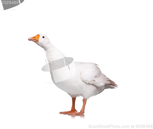 Image of Domestic goose