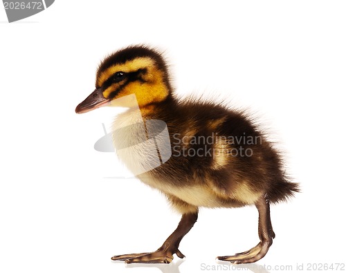 Image of Domestic duckling