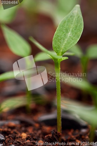 Image of Green seedling