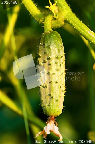 Image of Green cucumber