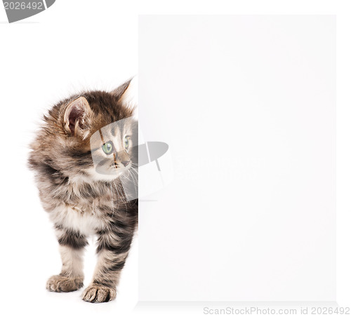 Image of Kitten with blank