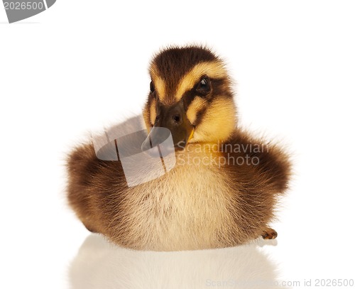 Image of Domestic duckling