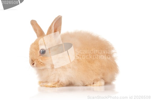 Image of Cute rabbit