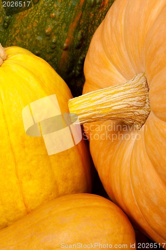 Image of Ripe pumpkins