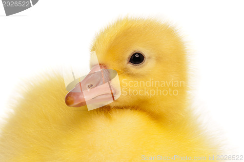 Image of Domestic gosling