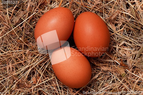 Image of Eggs in nest