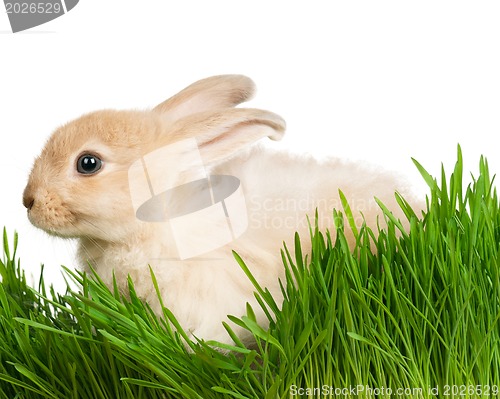 Image of Rabbit in grass